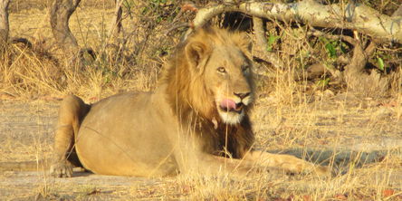 South Luangwa, Kafue and Victoria Fall, Livingstone 