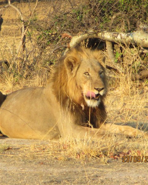 Zambia's Big 5 safari