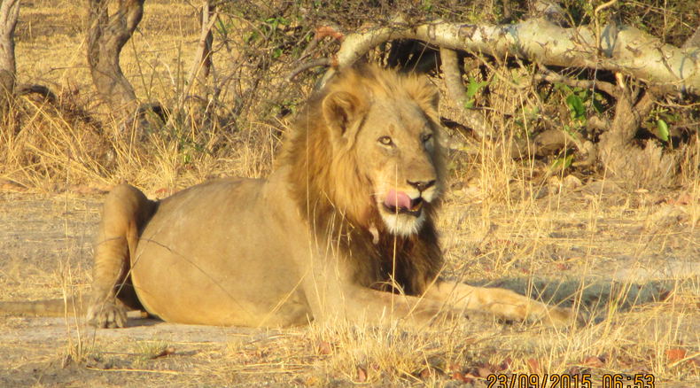 Zambia's Big 5 safari Zambia's Big 5 safari