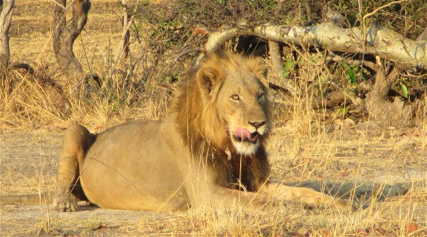 Zambia's Big 5 safari