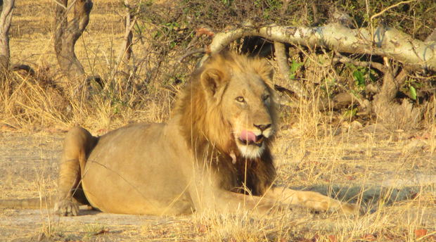Zambia's Big 5 safari Zambia's Big 5 safari