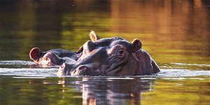 Livingstone River Safaris
