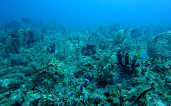 PADI dive master course, Zanzibar, Instructor courses