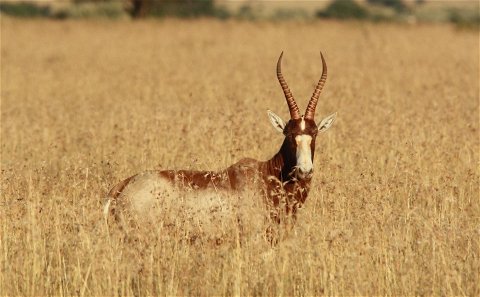 Commonly mistaken for the Saddle Blesbok, the yellow Blesbok has a distinctive yellow patch across his body. The yellow Blesbok also forms part of the Blesbok slam. 