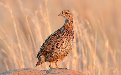 Grey Wing Francolin Hunt in South African Highlands Grey Wing Francolin Hunt in South African Highlands