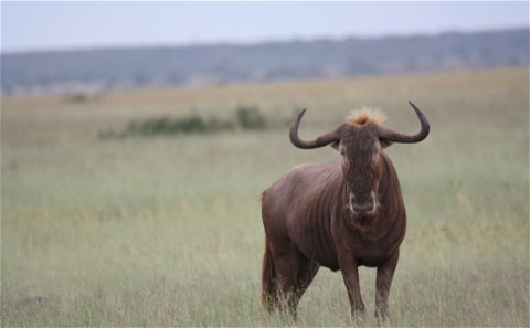 Wildebeest - Golden