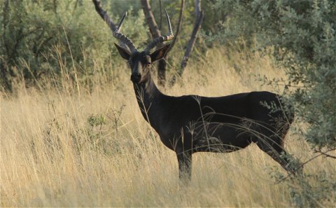 Grootvallei is the best hunting farm in central South Africa. We offer a wide variety of species on large amount of terrain. 