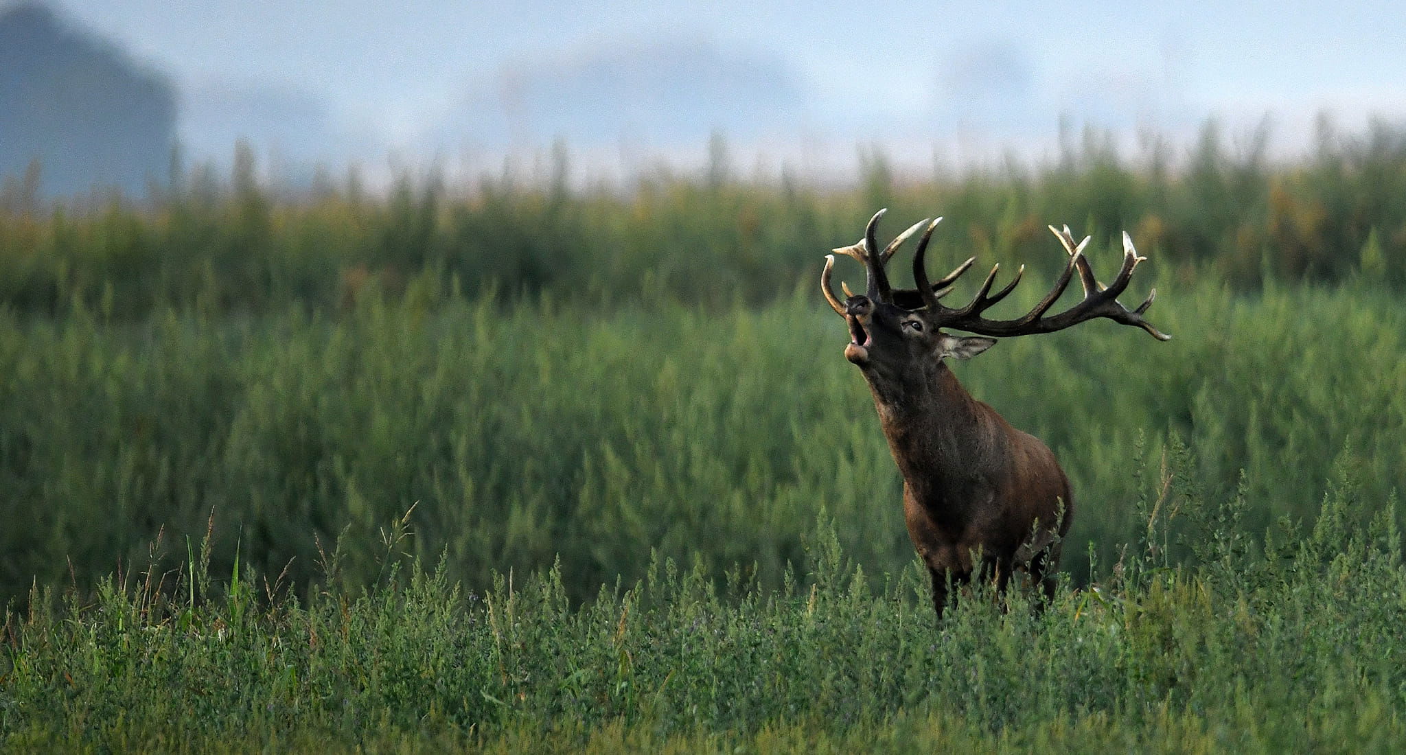 Experience world-class hunting in Hungary. Red Deer, Fallow Deer, Roe Deer & driven bird hunts with trusted outfitters and top-quality lodges.