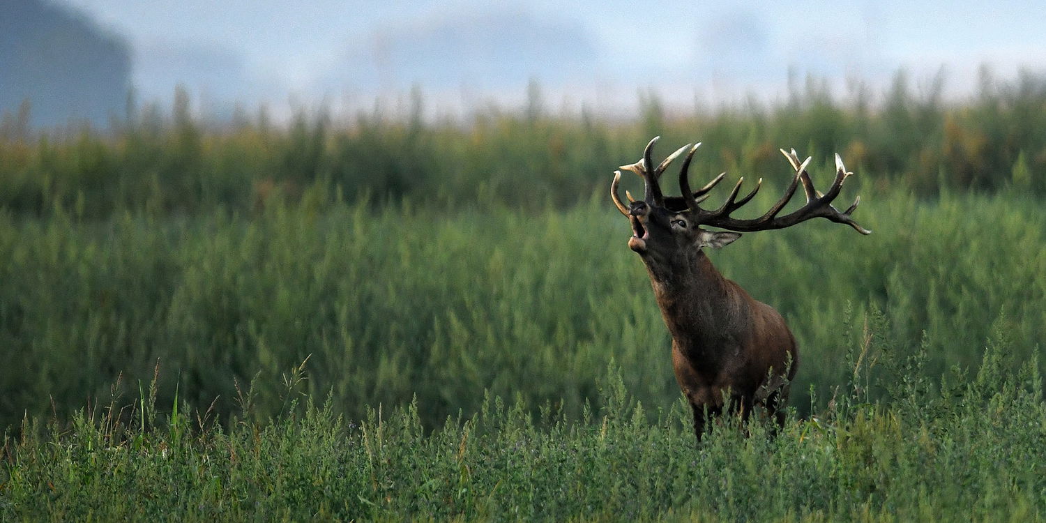 Experience world-class hunting in Hungary. Red Deer, Fallow Deer, Roe Deer & driven bird hunts with trusted outfitters and top-quality lodges.
