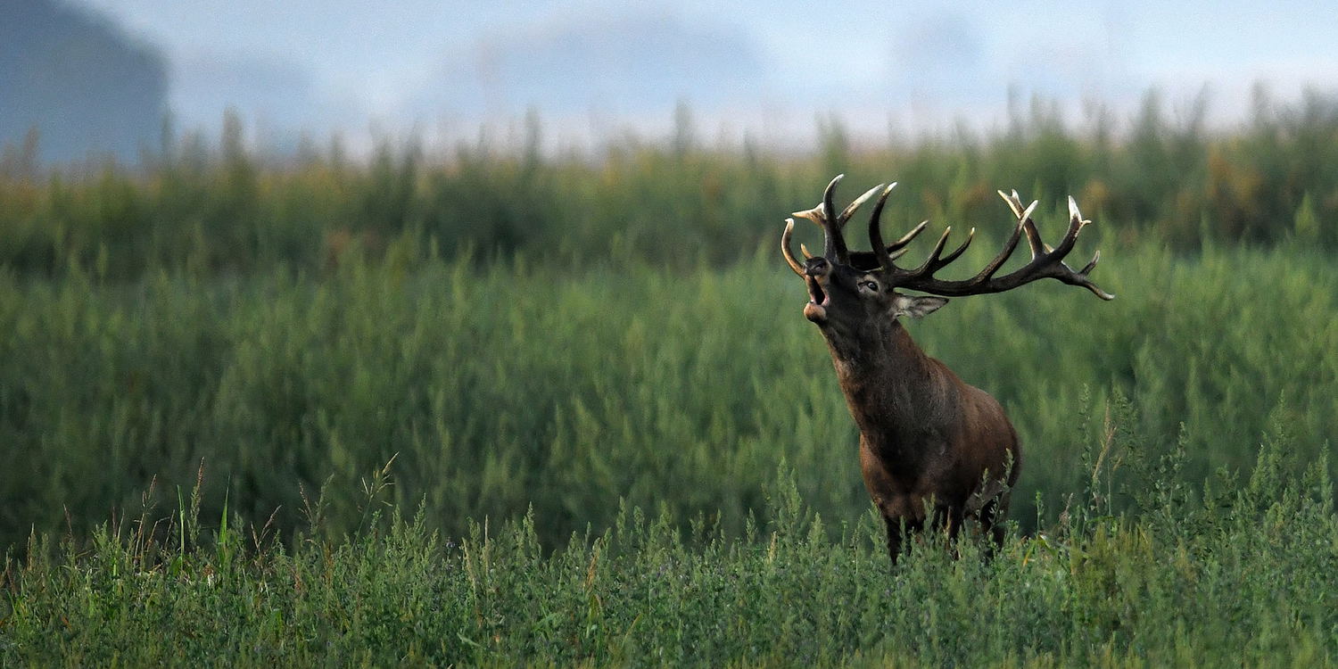 Experience world-class hunting in Hungary. Red Deer, Fallow Deer, Roe Deer & driven bird hunts with trusted outfitters and top-quality lodges.