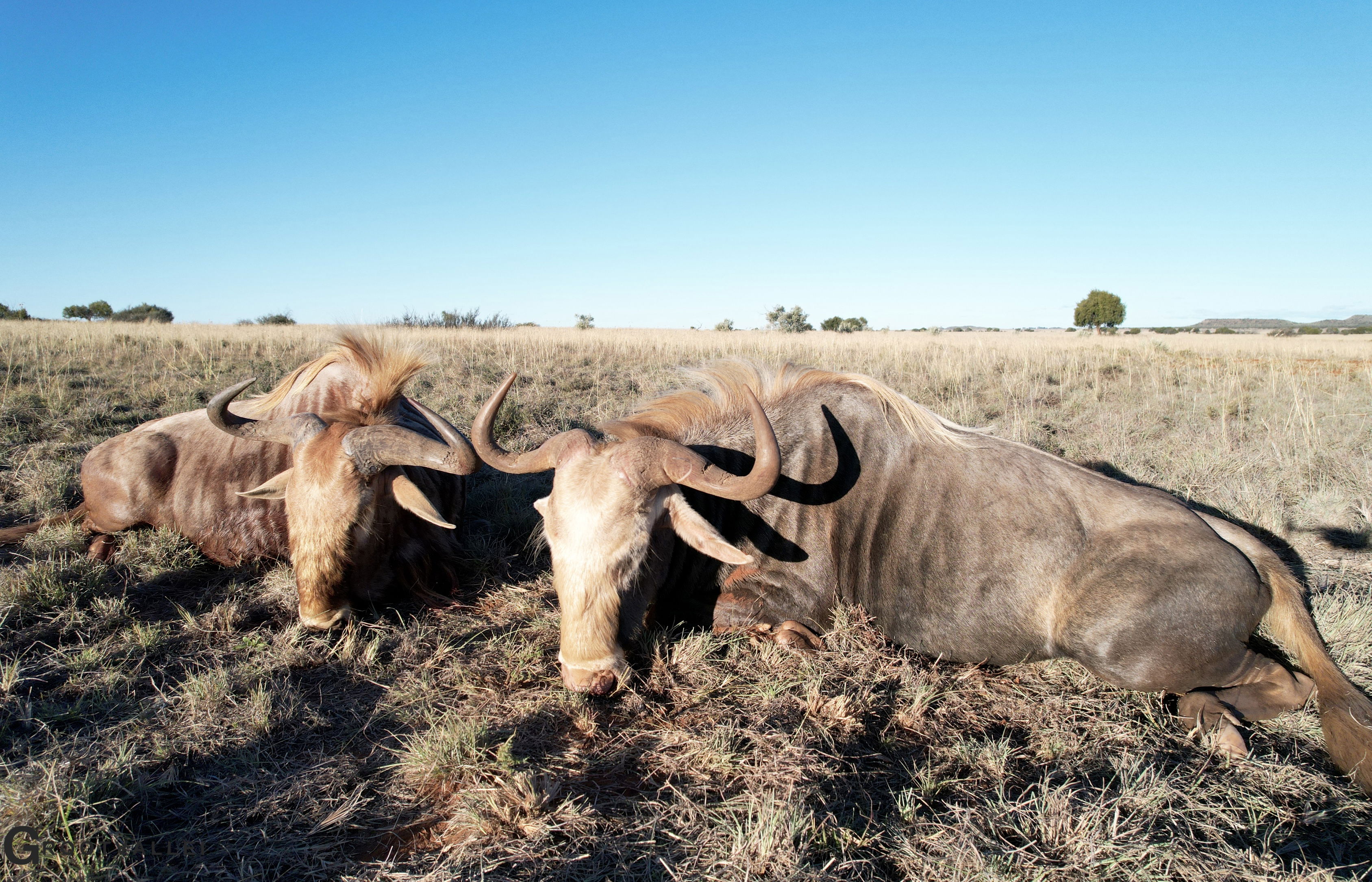  The Wildebeest slam is one of the most prestigious slams that Africa has to offer. Consisting of the Black Wildebeest, Blue Wildebeest, Golden Wildebeest, and King Wildebeest this is promised to be a hunt of a lifetime. Grootvallei is proud to offer all four Wildbeest variants, at the absolute best price in South Africa. 