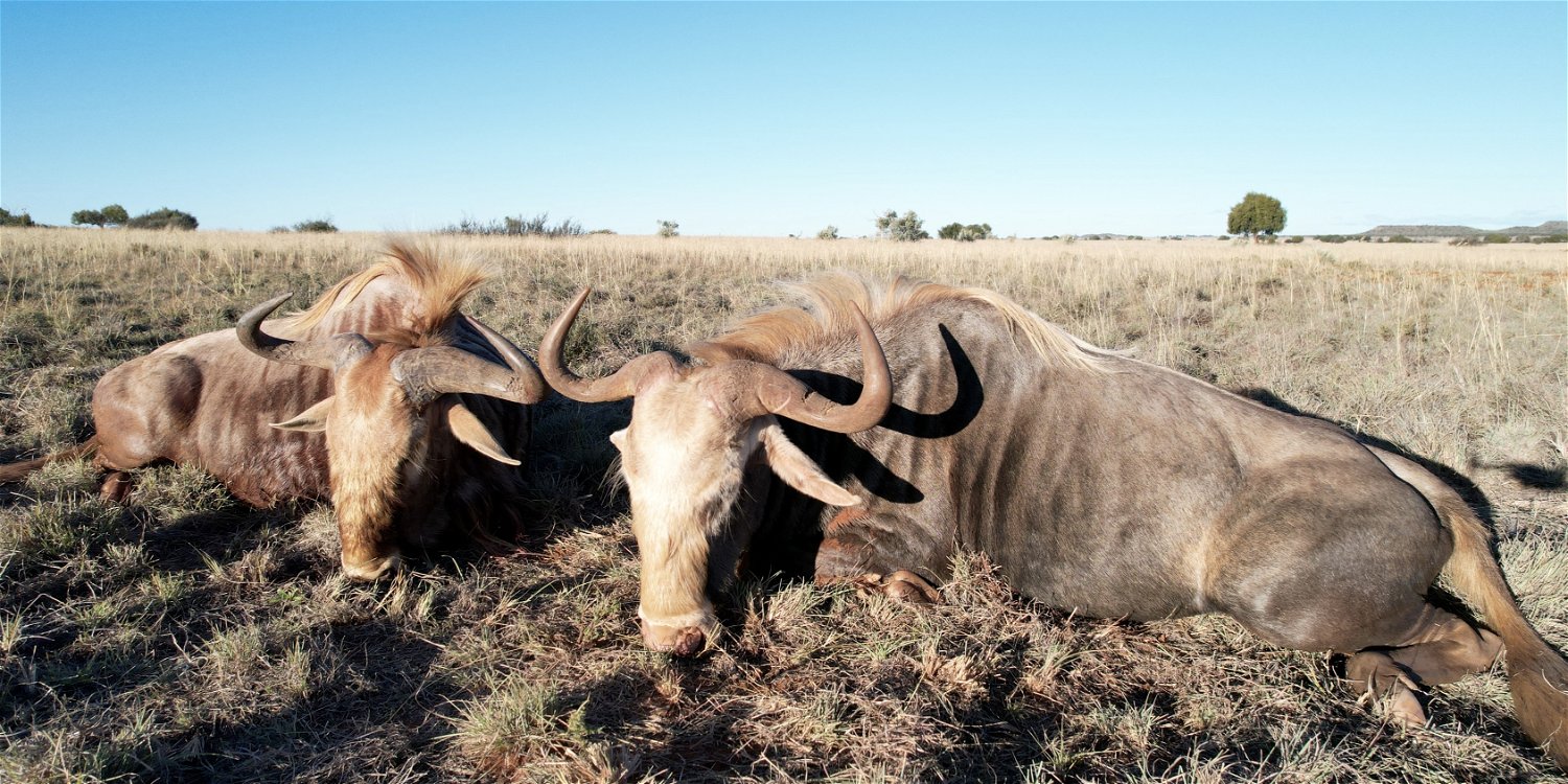  The Wildebeest slam is one of the most prestigious slams that Africa has to offer. Consisting of the Black Wildebeest, Blue Wildebeest, Golden Wildebeest, and King Wildebeest this is promised to be a hunt of a lifetime. Grootvallei is proud to offer all four Wildbeest variants, at the absolute best price in South Africa. 
