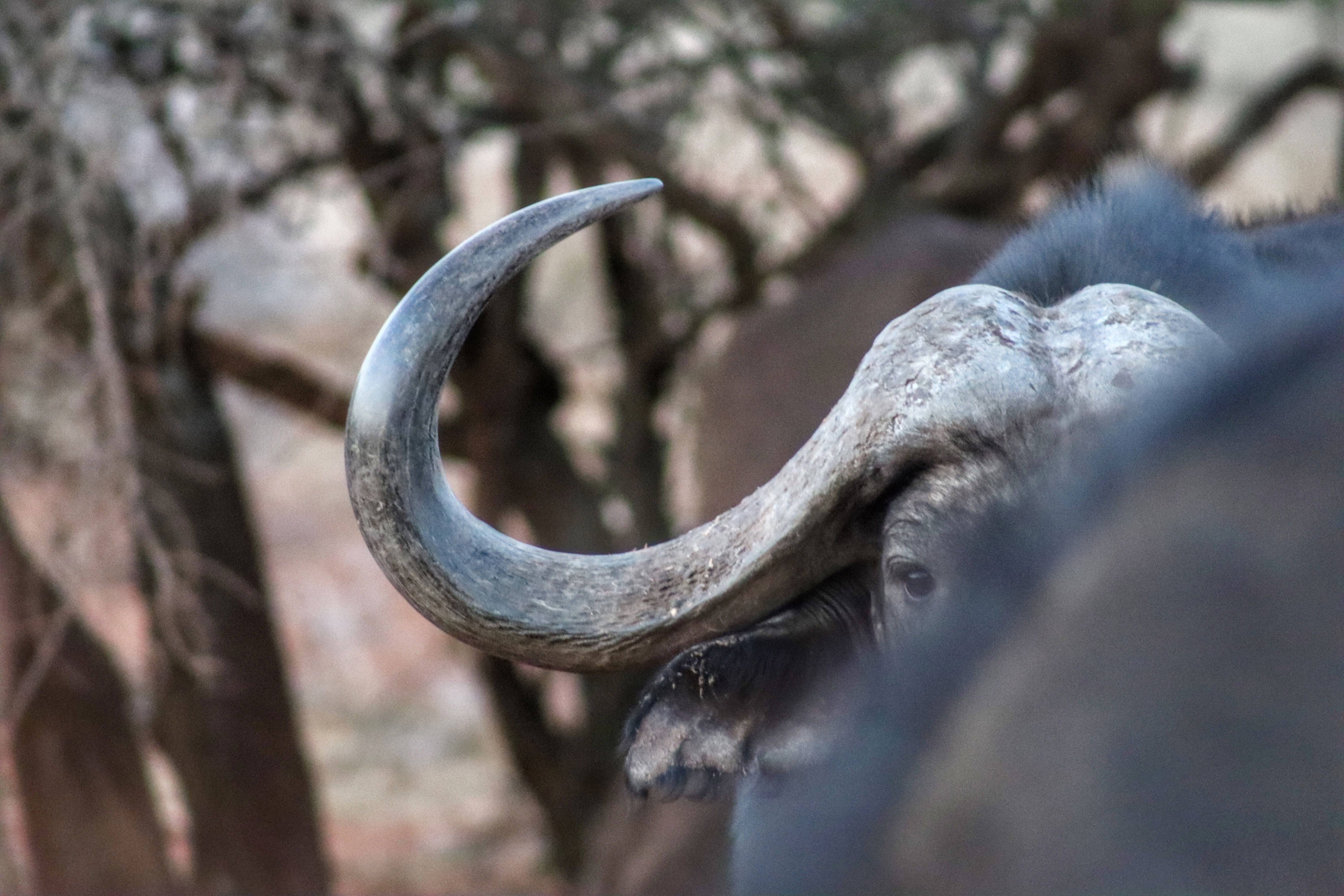 The best trophy and biltong hunting destination in Southern Africa. Grootvallei is without a doubt one of Africa's premier hunting destinations. 