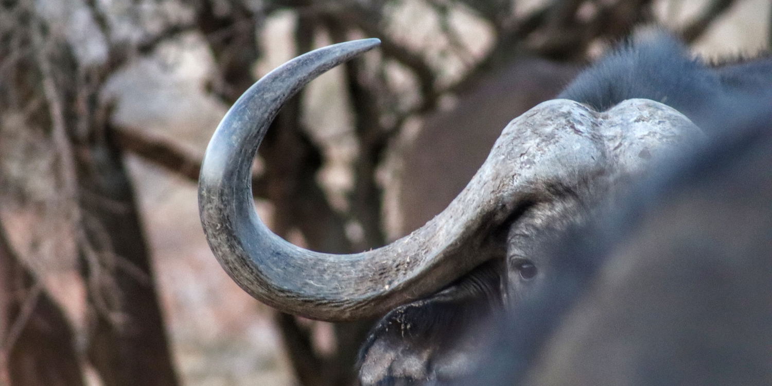 The best trophy and biltong hunting destination in Southern Africa. Grootvallei is without a doubt one of Africa's premier hunting destinations. 