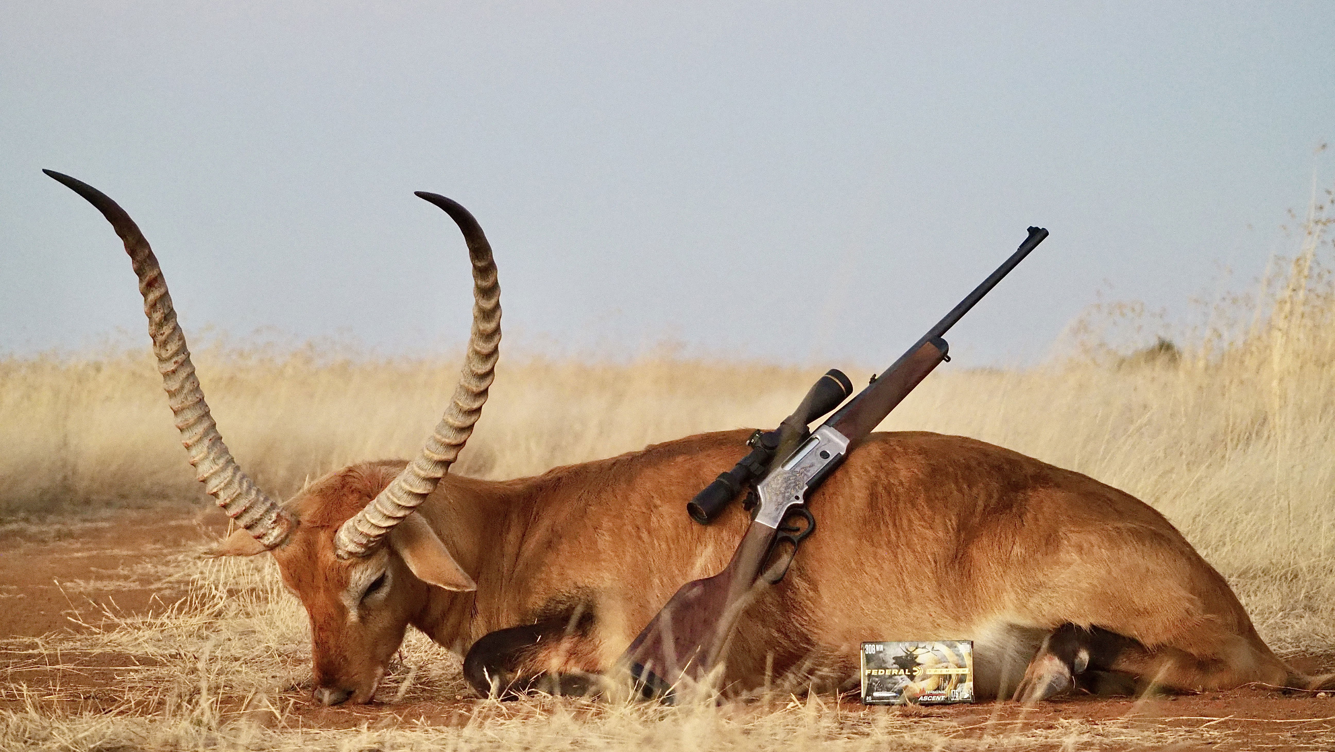 For the best trophy and biltong hunting experience in Southern Africa, you found the right place. We offer the best hunting experience for local and international hunters.