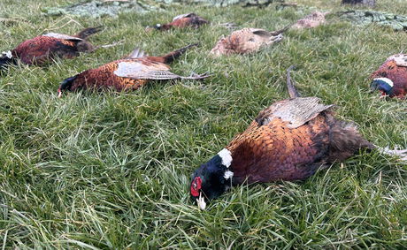 Driven Pheasant Hunt with Dogs | Hungarian Wingshooting Driven Pheasant Hunt with Dogs | Hungarian Wingshooting