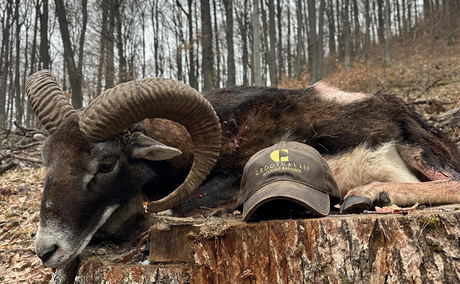 Mouflon Hunt in Hungary | Iconic Mountain Trophy Mouflon Hunt in Hungary | Iconic Mountain Trophy
