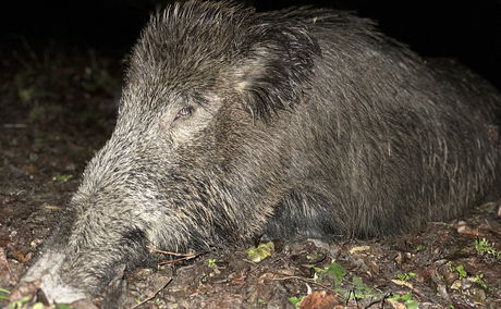 Close-up of a successful European wild boar hunt in Hungary. Year-round driven and high-stand hunts with top success rates and trophy-quality boars.