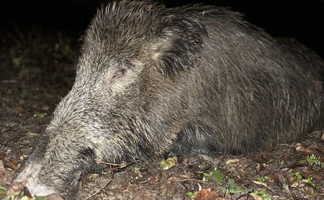 Close-up of a successful European wild boar hunt in Hungary. Year-round driven and high-stand hunts with top success rates and trophy-quality boars. Close-up of a successful European wild boar hunt in Hungary. Year-round driven and high-stand hunts with top success rates and trophy-quality boars.