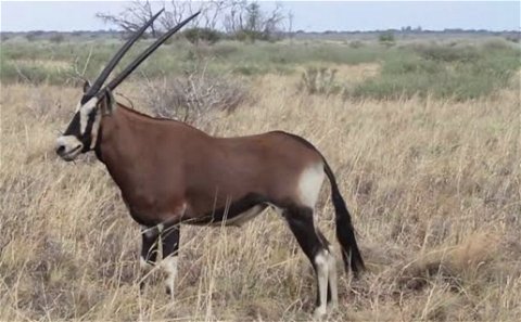 The rarest Oryx of the all. The Red Oryx is the rarest colour variant of the Oryx. The Red Oryx form part of the Oryx Slam. Grootvallei offers the best prices on Red Oryx