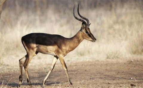 The Saddleback impala forms part of the Impala Grand Slam. Grootvallei offers some of the best Saddleback impala hunts in the world. Grootvallei is most popular with European hunters and is a world renowned outfitting operation. 