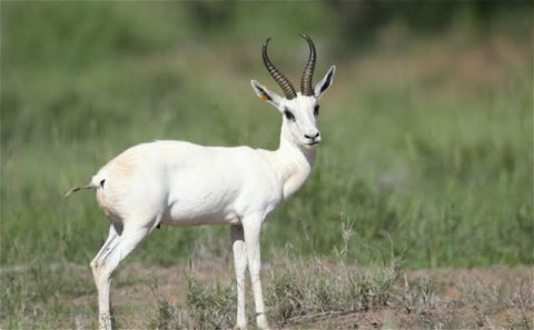 Springbok - White