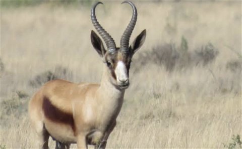 Springbok - Copper