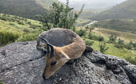 A challenging spot-and-stalk Mountain Reedbuck hunt set in steep, grassy ridges and rocky terrain in the South African mountains. A challenging spot-and-stalk Mountain Reedbuck hunt set in steep, grassy ridges and rocky terrain in the South African mountains.