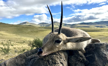 hallenging mountain hunt for Grey Rhebok (Vaal Rhebok), captured in the rugged, high-altitude environment of South Africa. hallenging mountain hunt for Grey Rhebok (Vaal Rhebok), captured in the rugged, high-altitude environment of South Africa.