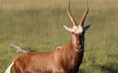 Copper Blesbuck is one of the most beautiful colour variants in Southern Africa. The Copper Blesbuck form part of the Blesbuck Slam, a relatievly new slam to hunt.  