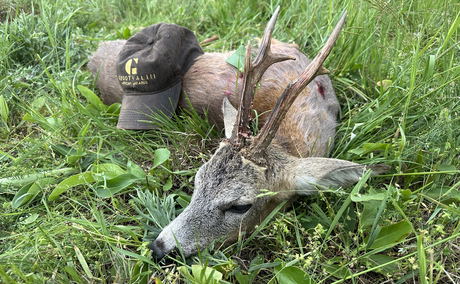 Roe Deer Hunting in Hungary | Trophy Bucks in Konyár Roe Deer Hunting in Hungary | Trophy Bucks in Konyár
