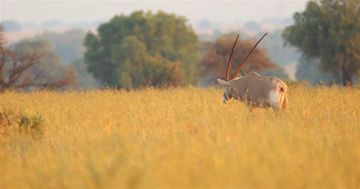 Grootvallei African Safari's