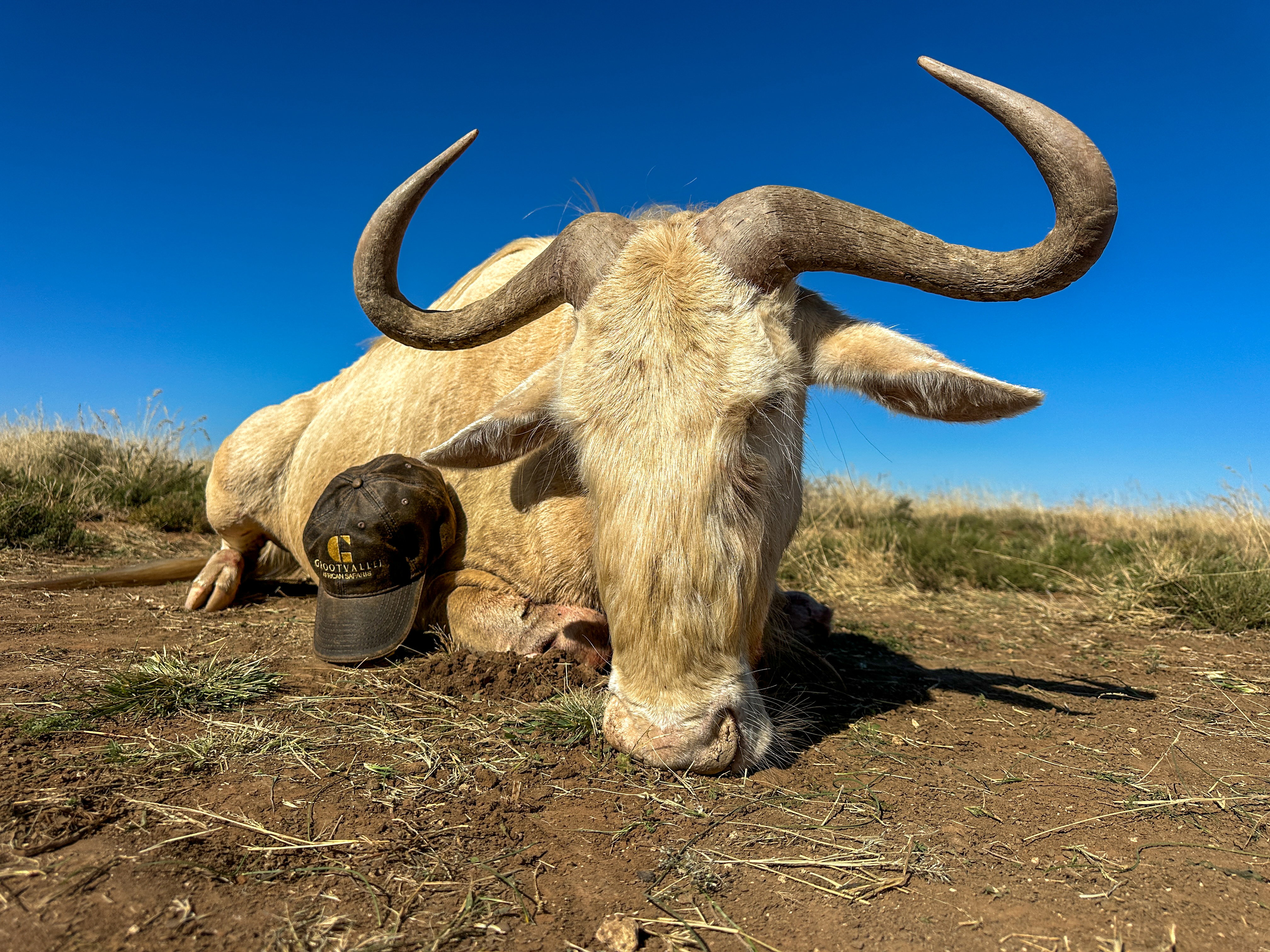 Wildebeest slam - Grootvallei African Safari's