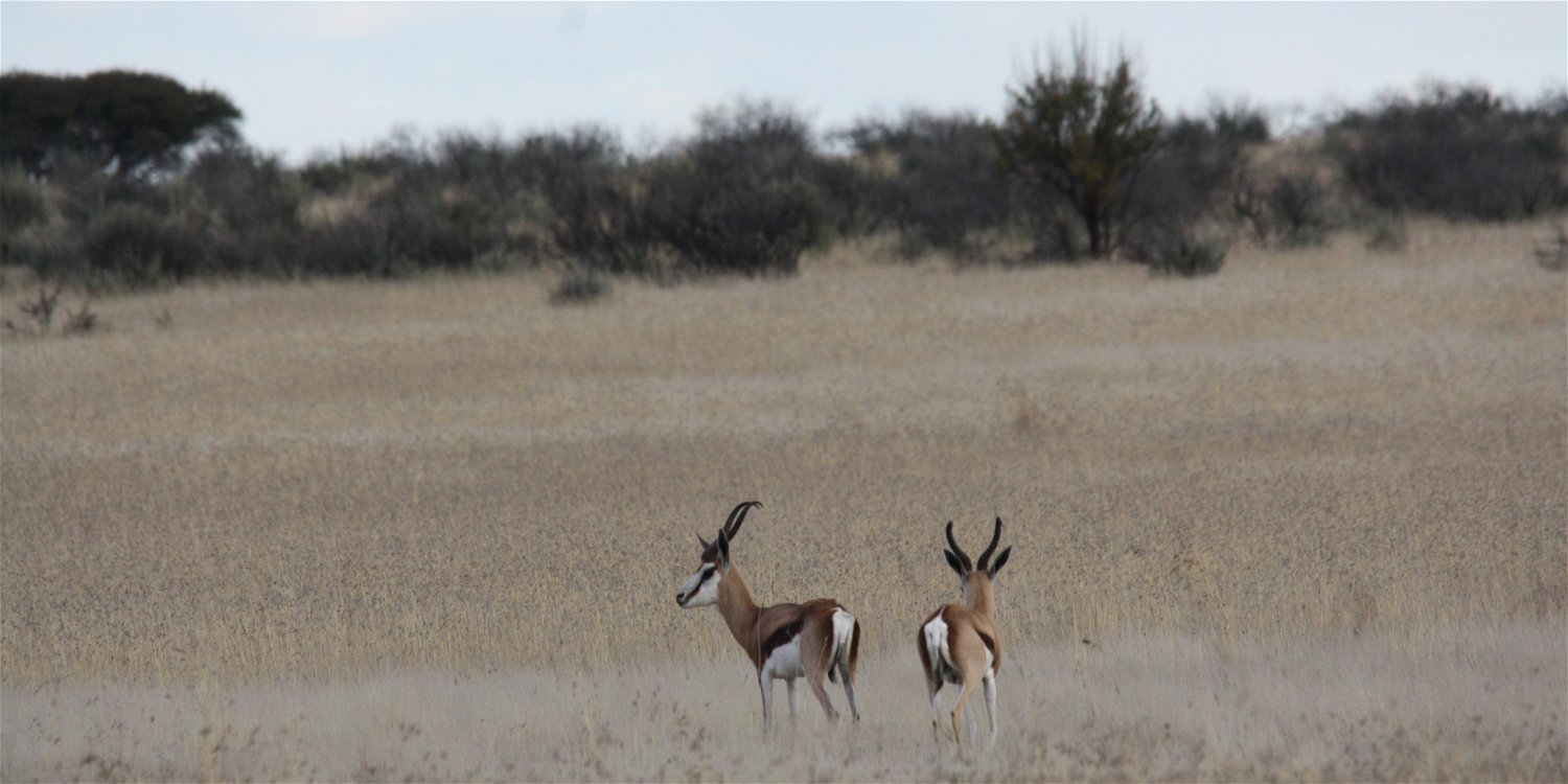 Springbok is South Africa&#39;s national animal. Springbok can be found in most parts of South Africa, but do especially well in the Northen Cape and Free State provinces of South Africa. Grootvallei is well known for their Springbok hunting.  