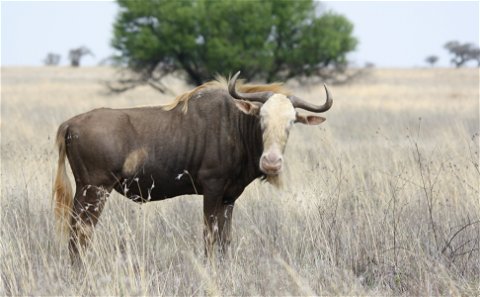 Wildebeest - King