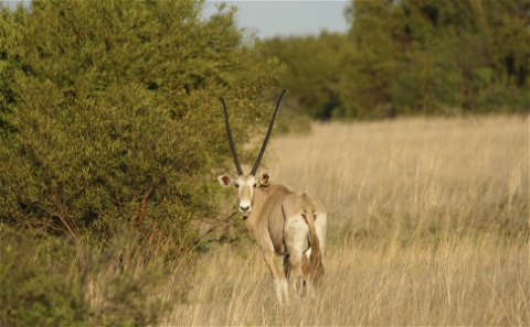 The Golden Oryx is without a doubt  one of the most beautiful colour variants  in the world. The Golden Oryx also forms part of the Oryx slam, and has become a very popular animal to hunt. Grootvallei is best known for their Golden Oryx genetics. Grootvallei is the best South African hunting outfitting operation in the world. 