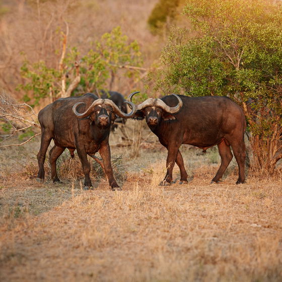 Mozambique