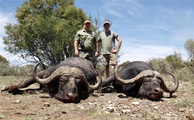 Discover the thrill of buffalo hunting in South Africa with Grootvallei African Safaris. Join our expert guides for an unforgettable expedition through the untamed wilderness, tracking majestic Cape buffalo in their natural habitat. Experience the ultimate adrenaline rush and create lifelong memories with our premier hunting experiences. Book your safari adventure today