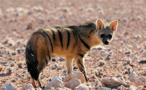 Aardwolf is a protected specie. 