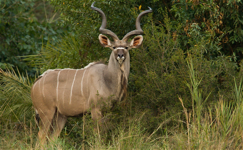 Kudu is one of Africa's most beautiful anthelopes and a favourite for every hunter. Grootvallei is widely renowned as one of the best game farms in South Africa and offering some of the best hunting prices in the world. 