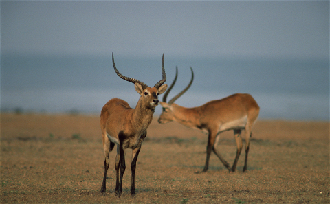 With herds of more than a 100 strong, Grootvallei is wide regarded as the game farm with the biggest Lechwe in South Africa. Lechwe is a unique animal and has become very popular to hunt. Grootvallei offers the biltong and trophy hunter the option to hunt Lechwe.