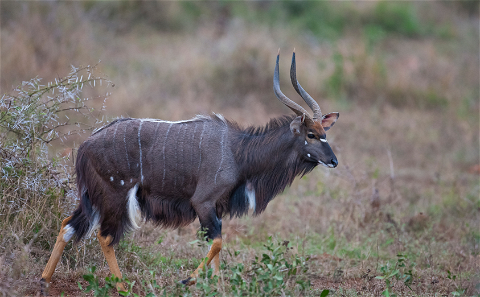 The Nyala is widely regarded as the most beautiful animal in Africa. Grootvallei is part of only a handful of game farms in the Free State that offers these beautiful animals. Grootvallei is your trusted name when it comes to trophy and biltong hunting.  