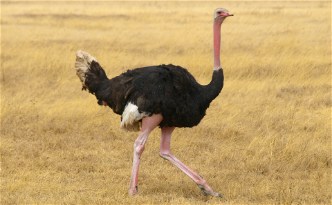 Ostrich