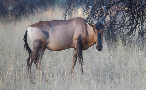 Red Hartebeest