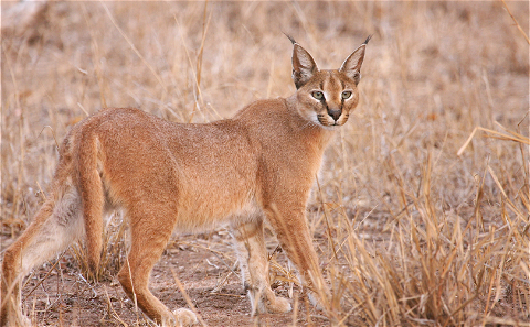 Caracal