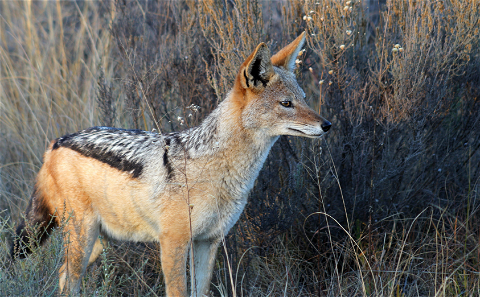 Black-backed Jackal