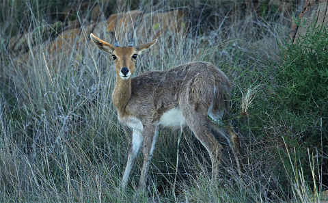 Reedbuck - Mountain