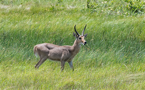 Reedbuck - Common