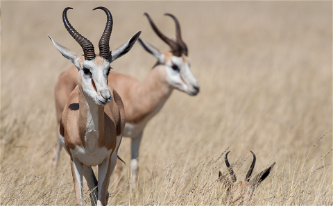 Springbok - Common 