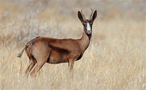 Springbok - Black